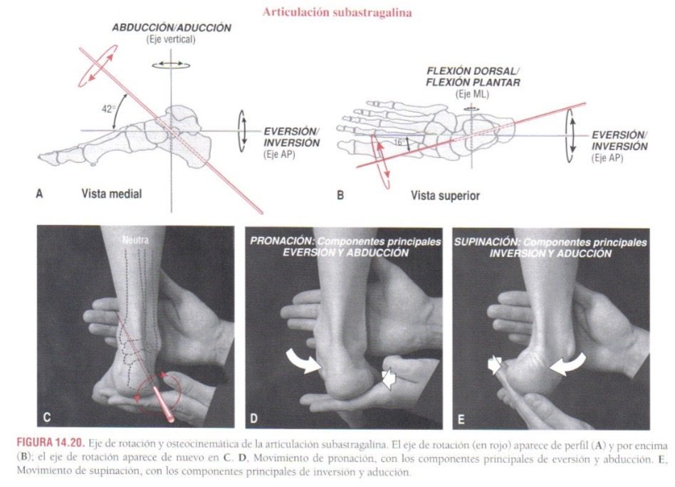 Tobillera para esguince de tobillo – Tobillera ajustable para esguinces,  distensiones, inflamación, hinchazón, dolor, tobilleras para mujeres y